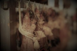 original_490578940 (2)